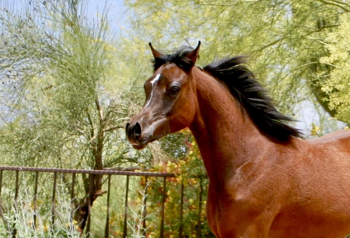 8.Azpin Sky (AZ Chromium x AZ Bella) - age 9 months