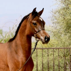 3. AZ Royal Honor (AZ Royal Emir x AZ Bella) - Bay SE colt - age 5 months