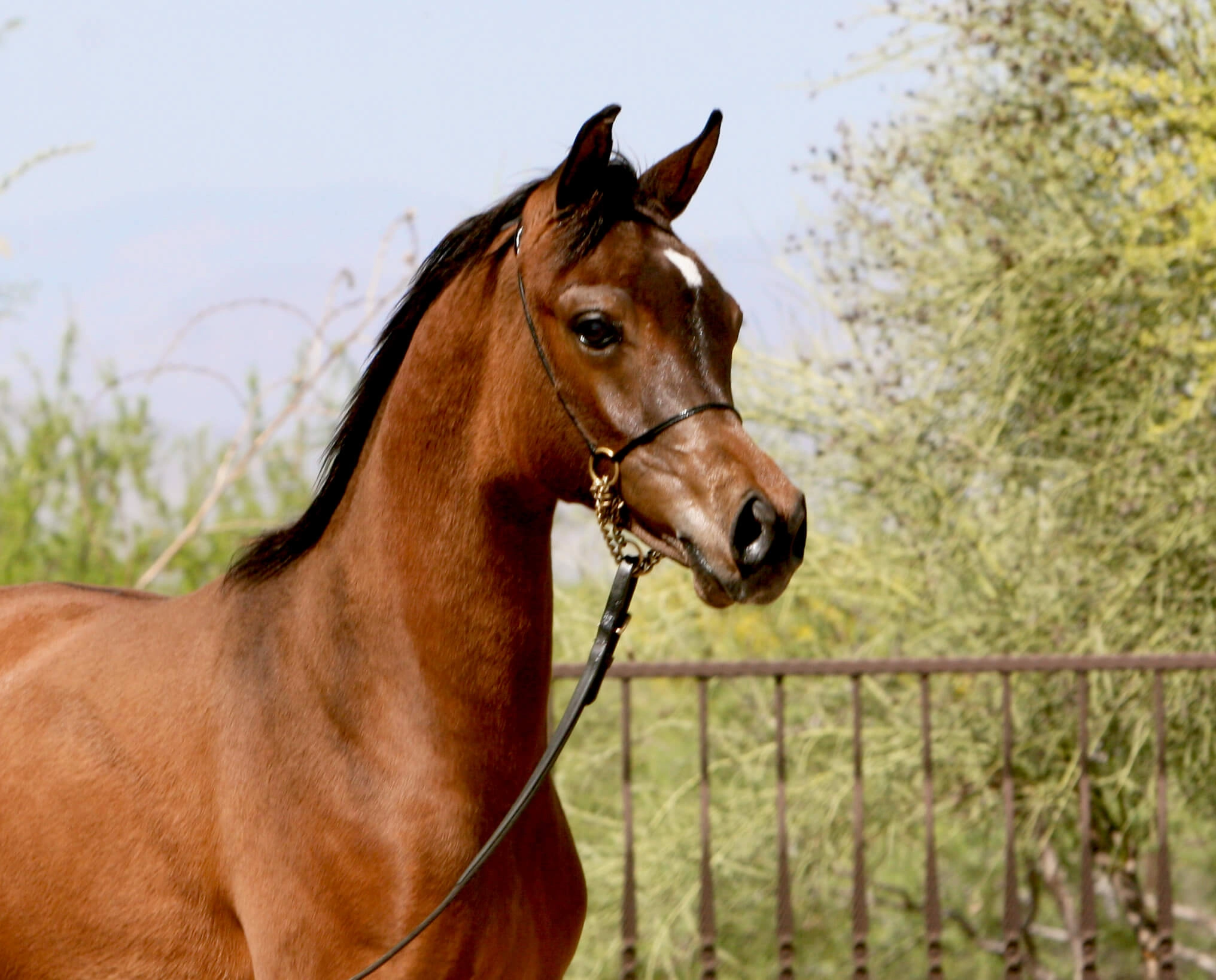 3. AZ Royal Honor (AZ Royal Emir x AZ Bella) - Bay SE colt - age 5 months
