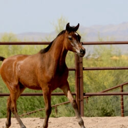 10. AZ Royal Honor (AZ Royal Emir x AZ Bella) - Bay SE colt - age 5 months