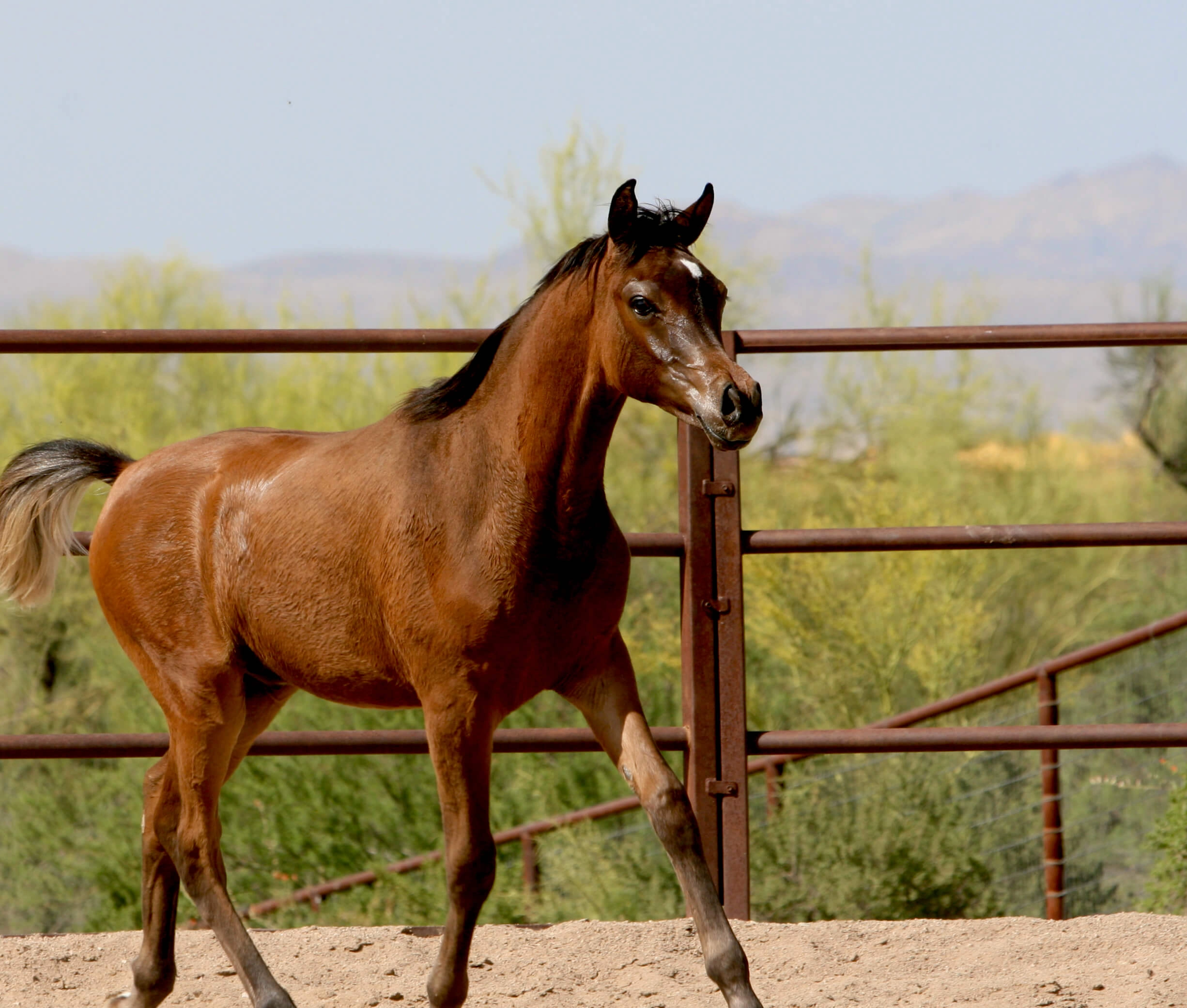 10. AZ Royal Honor (AZ Royal Emir x AZ Bella) - Bay SE colt - age 5 months