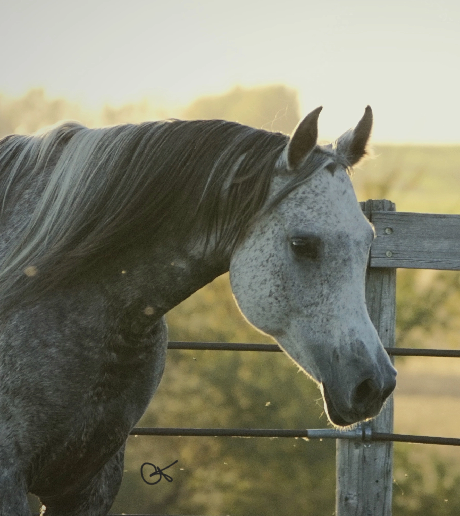 Tamriaa Fall 2025 Final