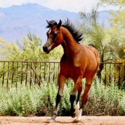 7. Azpin Sky (AZ Chromium x AZ Bella) - age 9 months