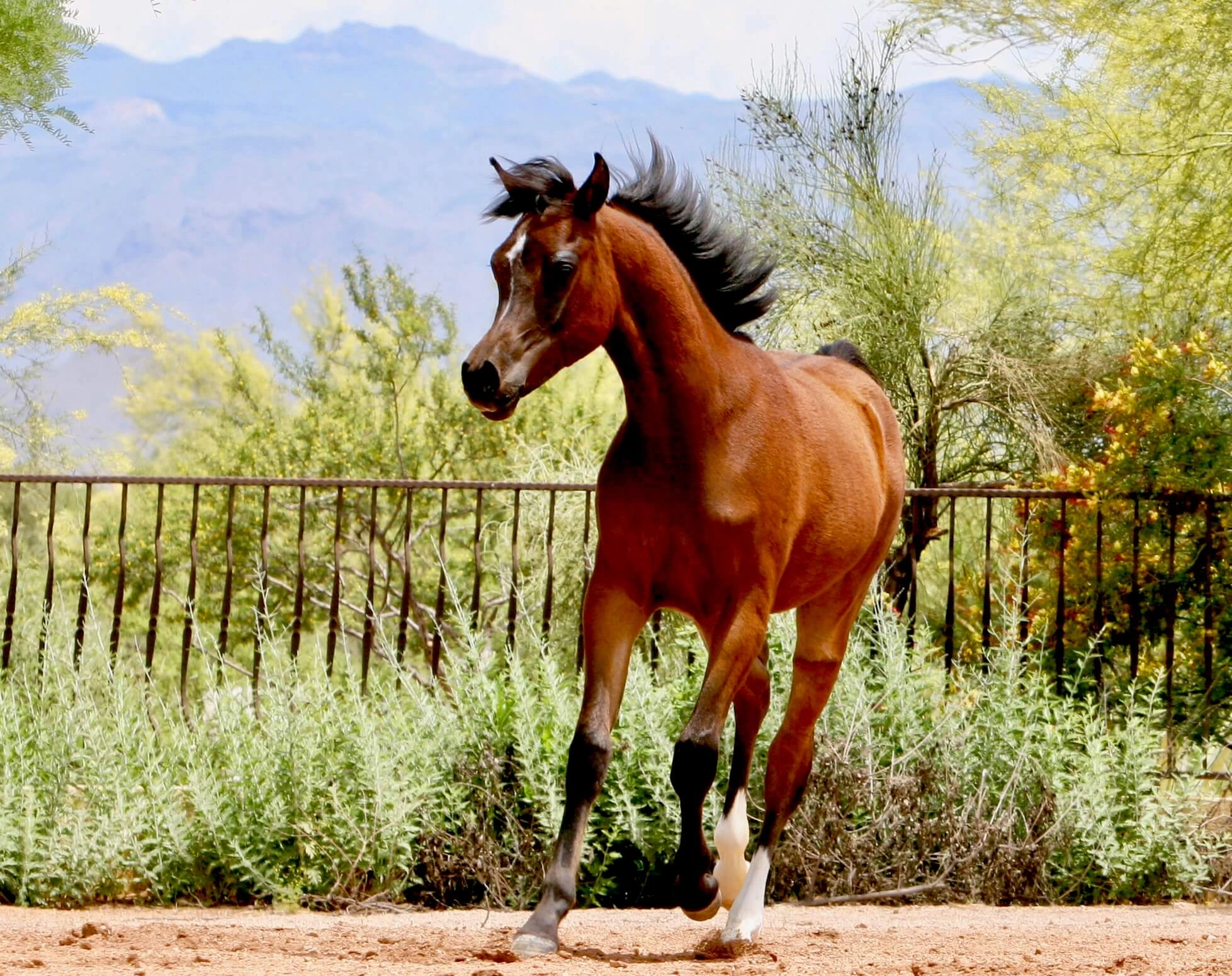 7. Azpin Sky (AZ Chromium x AZ Bella) - age 9 months