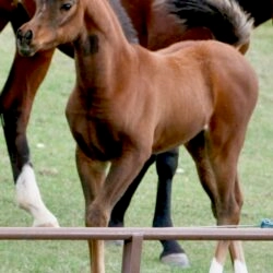 14. Azpin Sky (AZ Chromium x AZ Bella) - age 6 weeks