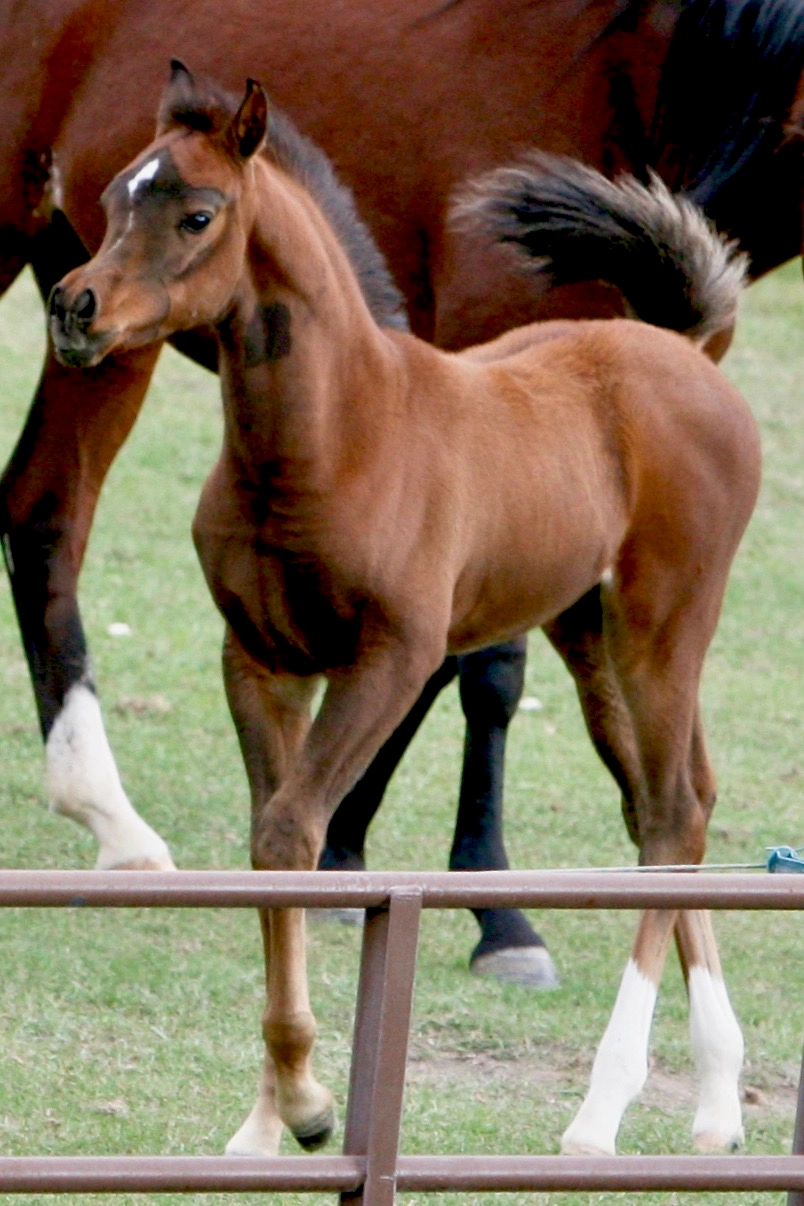 14. Azpin Sky (AZ Chromium x AZ Bella) - age 6 weeks