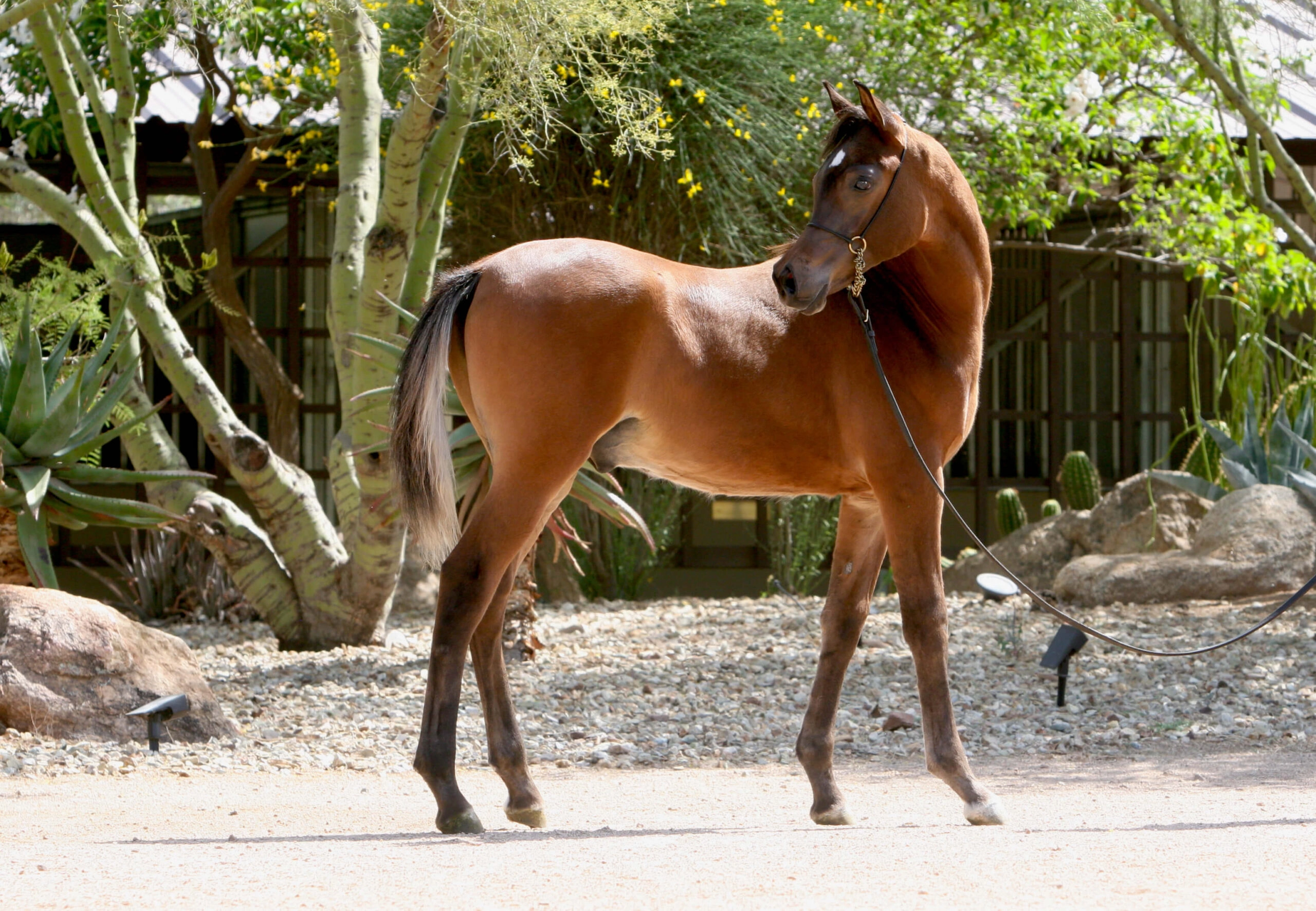 4. AZ Royal Honor (AZ Royal Emir x AZ Bella) - Bay SE colt - age 5 months