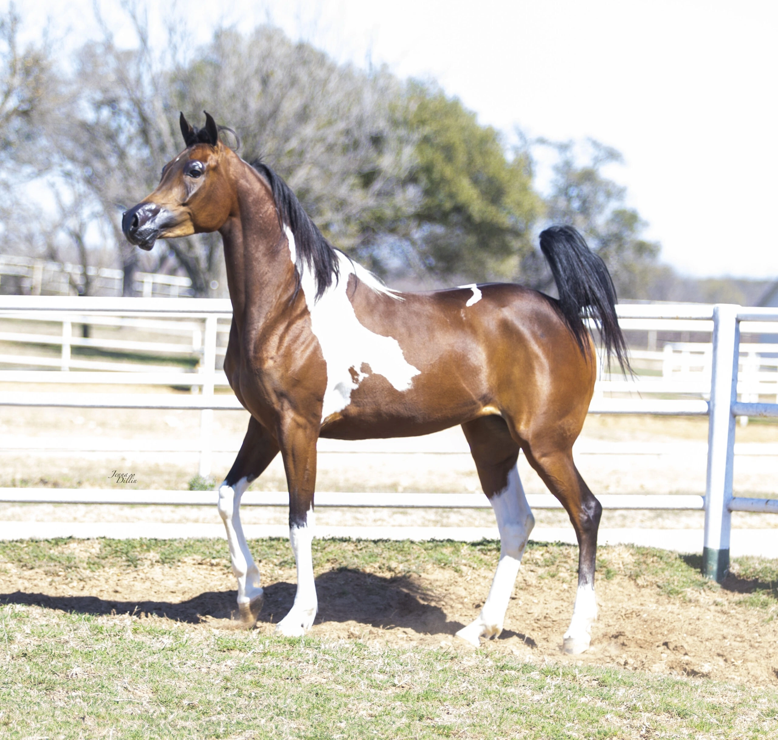 WC Calamity Jane Feb 2026 4