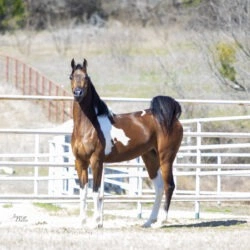WC Calamity Jane Feb 2026 2