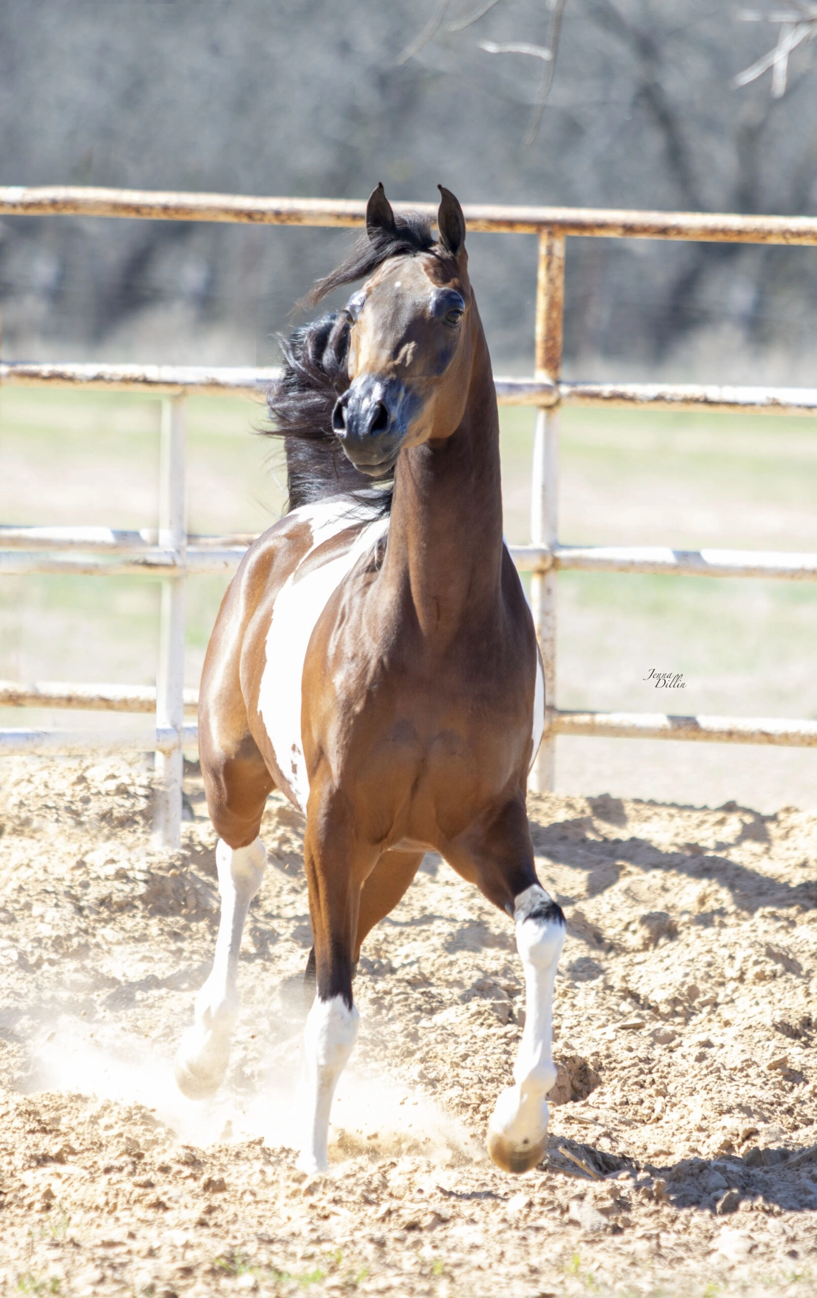 WC Calamity Jane Feb 2026 1