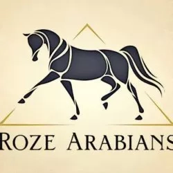 13315761_1564717240495842_3651318108971308614_n