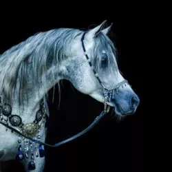 49206710_1971085723192323_7270297536592609280_n