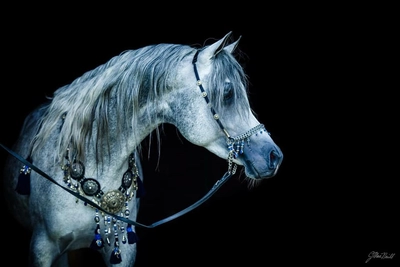 49206710_1971085723192323_7270297536592609280_n