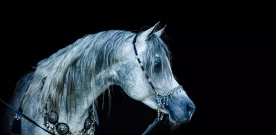 Roze Arabians