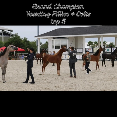 89c85235-2435-4f32-853a-657941a5274d