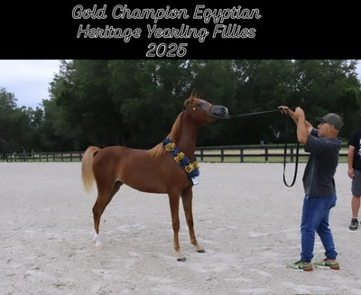 25293300-7b4b-4d62-8ed3-8f18dba09b50