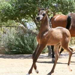 2. AZ Ember – black SE filly – age 3 weeks 2. AZ Ember - black SE filly - age 3 weeks