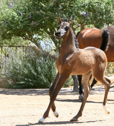2. AZ Ember - black SE filly - age 3 weeks