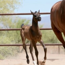 3. AZ Ember – black SE filly – age 3 weeks 3. AZ Ember - black SE filly - age 3 weeks