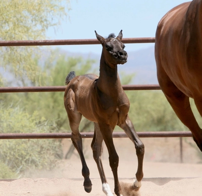 3. AZ Ember - black SE filly - age 3 weeks