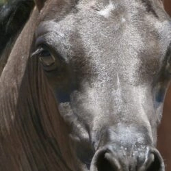 18. AZ Ember – black SE filly – age 3 weeks 18. AZ Ember - black SE filly - age 3 weeks