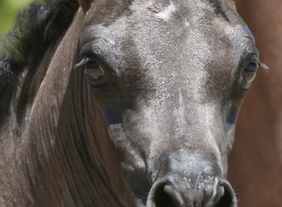 18. AZ Ember - black SE filly - age 3 weeks