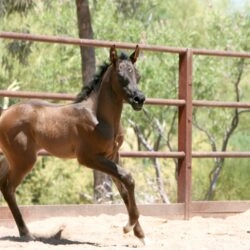 7. AZ Ember – black SE filly – age 3 weeks 7. AZ Ember - black SE filly - age 3 weeks