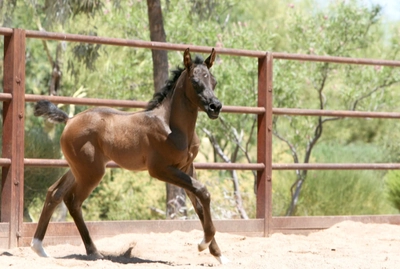 7. AZ Ember - black SE filly - age 3 weeks