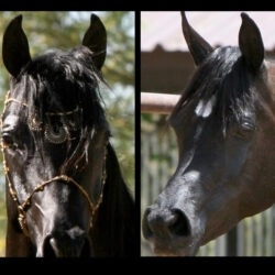 AZ Royal Emir x Azpin Star