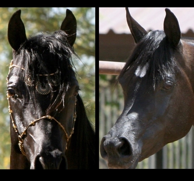 AZ Royal Emir x Azpin Star