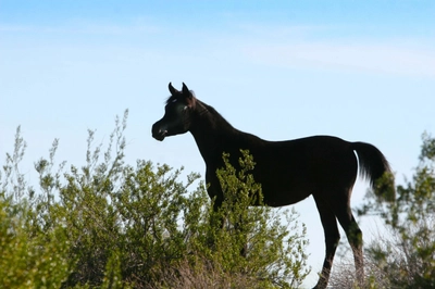 2025 Black SE Filly (AZ Radiant Star x MY Enya) copy 3