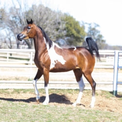 WC Calamity Jane Feb 2026 4