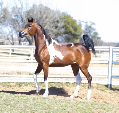 WC Calamity Jane Feb 2026 4