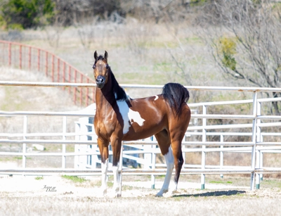 WC Calamity Jane Feb 2026 2