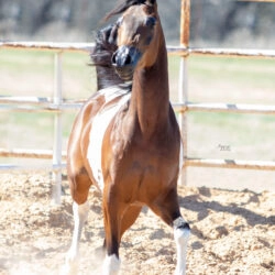 WC Calamity Jane Feb 2026 1