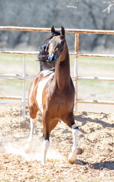 WC Calamity Jane Feb 2026 1