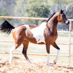 WC Calamity Jane Feb 2026 3