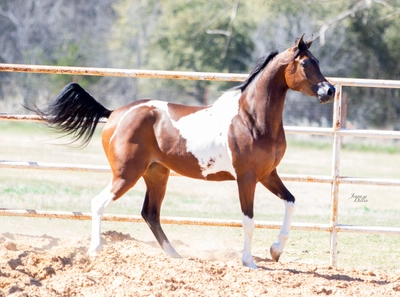 WC Calamity Jane Feb 2026 3